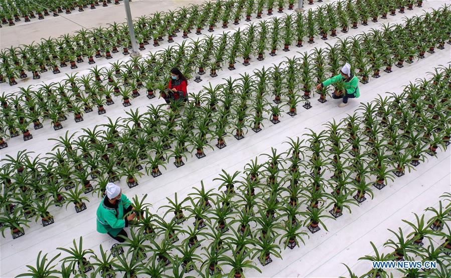 CHINA-GUIZHOU-FLOWER CULTIVATION (CN)
