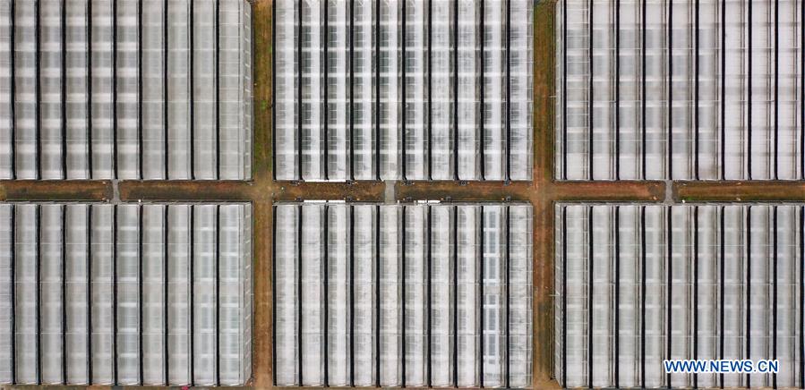 CHINA-GUIZHOU-FLOWER CULTIVATION (CN)