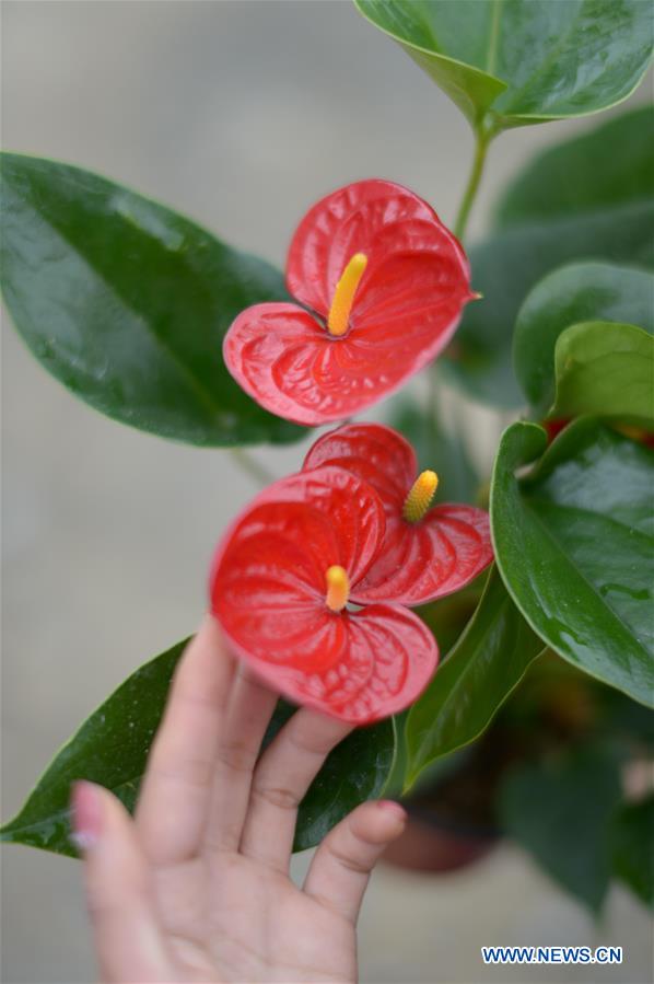 CHINA-GUIZHOU-FLOWER CULTIVATION (CN)