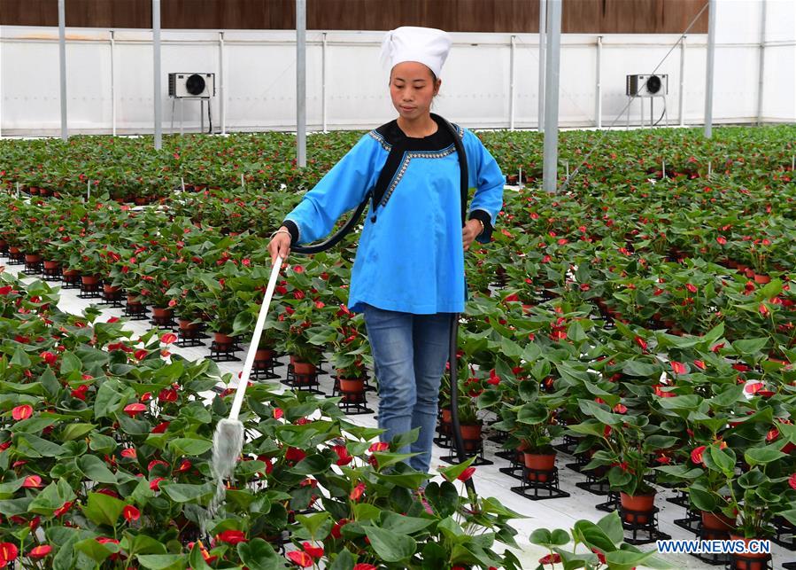 CHINA-GUIZHOU-FLOWER CULTIVATION (CN)