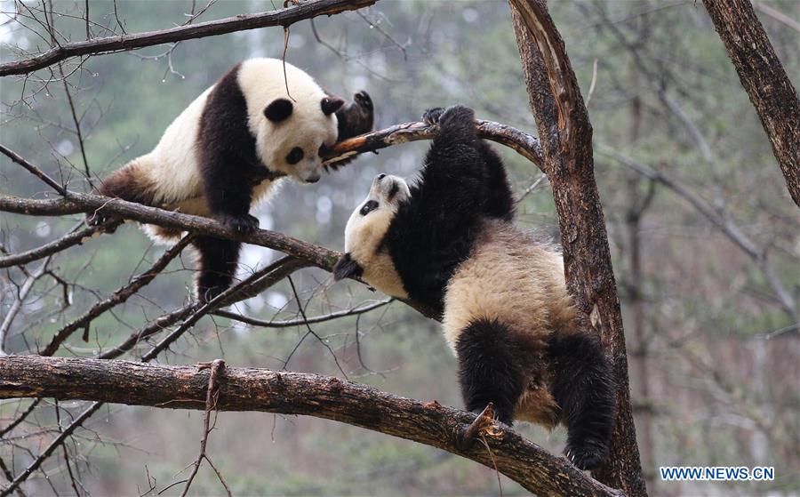 CHINA-SHAANXI-QINLING-PANDA (CN)