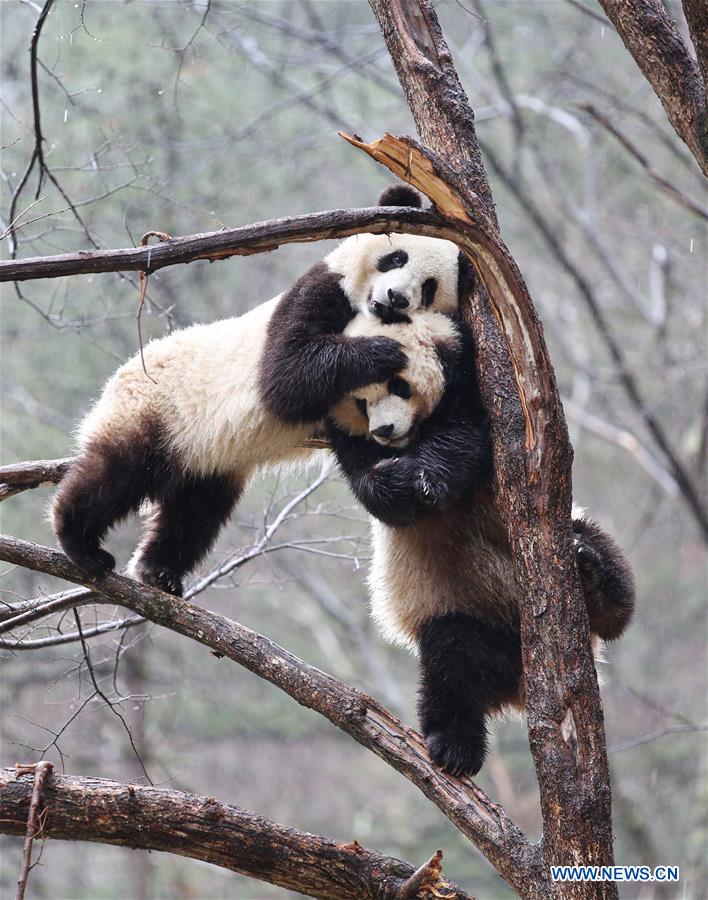 CHINA-SHAANXI-QINLING-PANDA (CN)