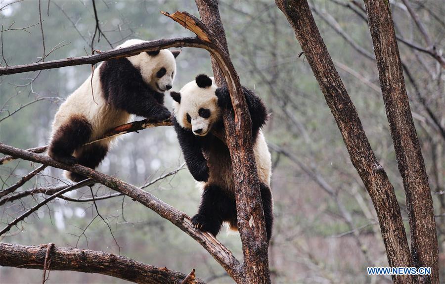 CHINA-SHAANXI-QINLING-PANDA (CN)