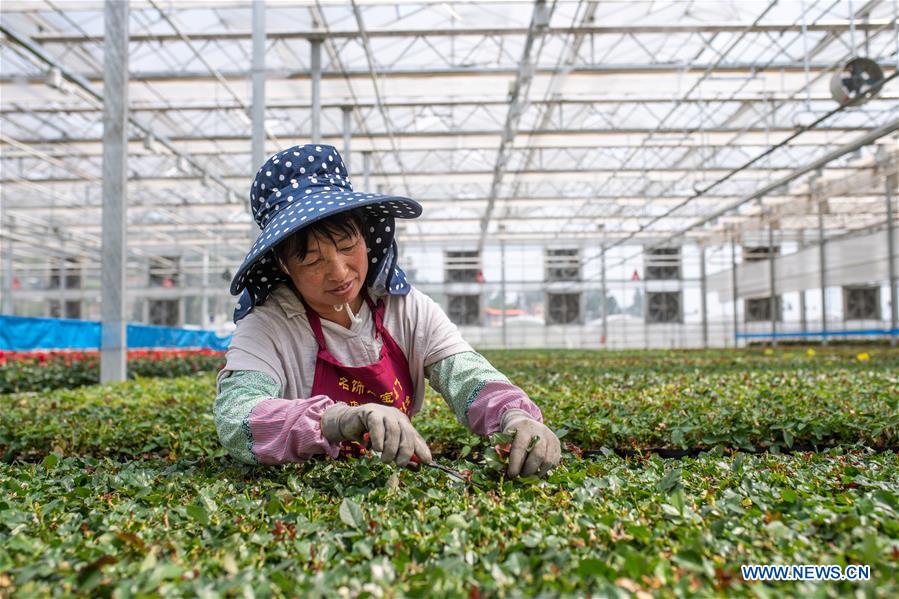 CHINA-YUNNAN-FLOWER PLANTING INDUSTRY (CN)