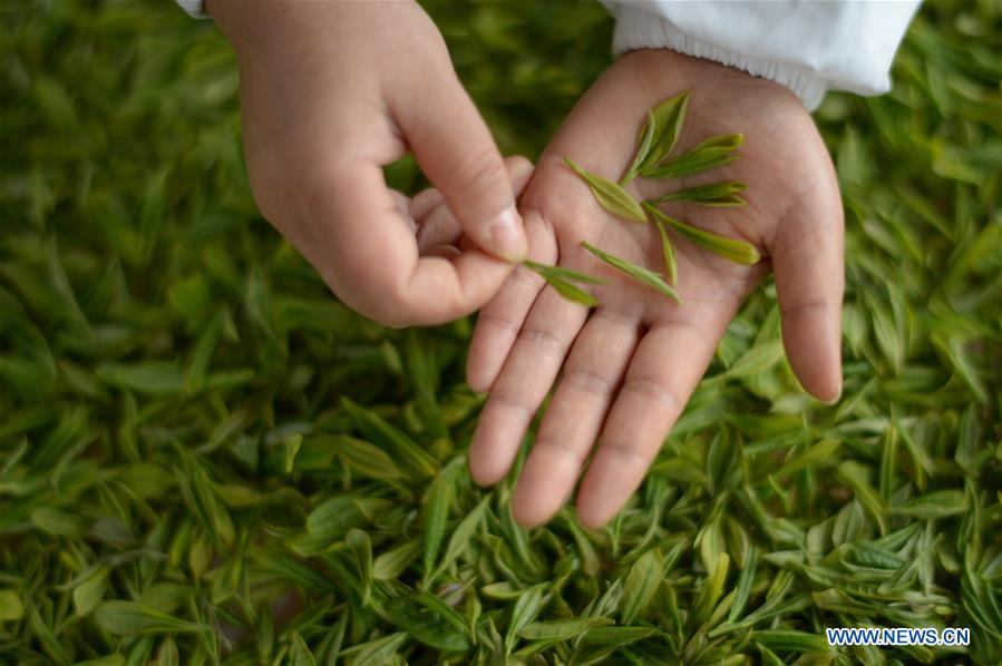 CHINA-GUIZHOU-TEA MAKING (CN)