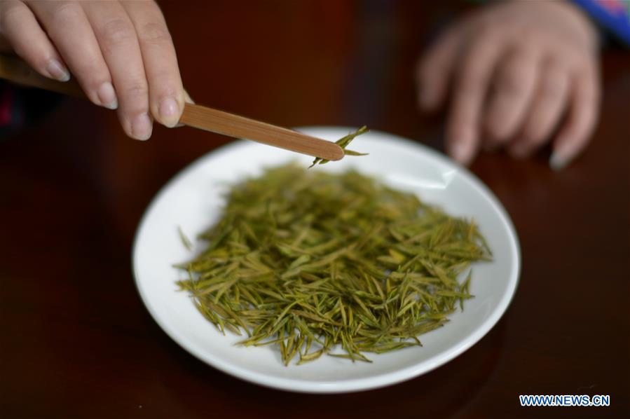 CHINA-GUIZHOU-TEA MAKING (CN)