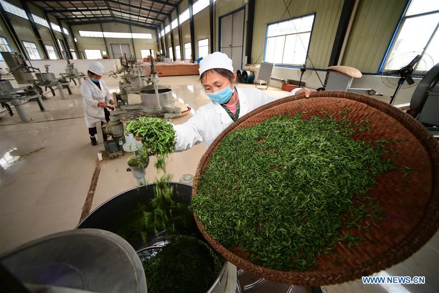 CHINA-GUIZHOU-TEA MAKING (CN)