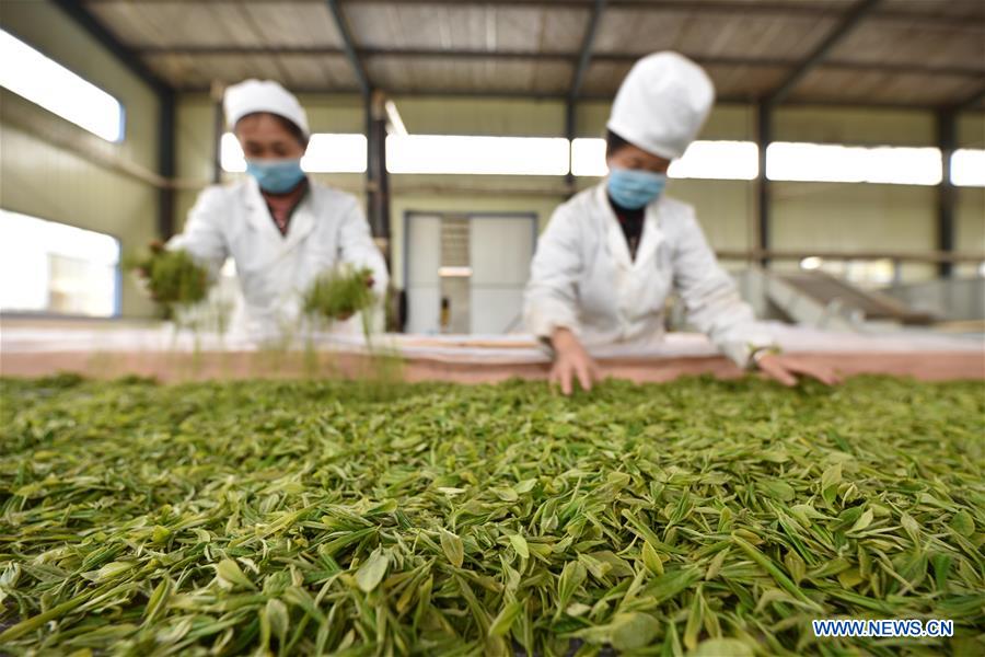 CHINA-GUIZHOU-TEA MAKING (CN)