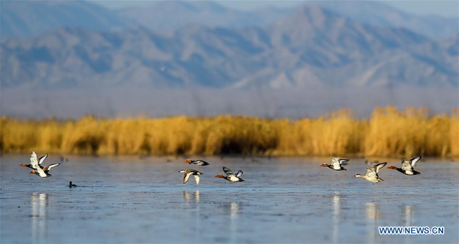 CHINA-INNER MONGOLIA-BAYANNUR-MIGRANT BIRDS (CN)