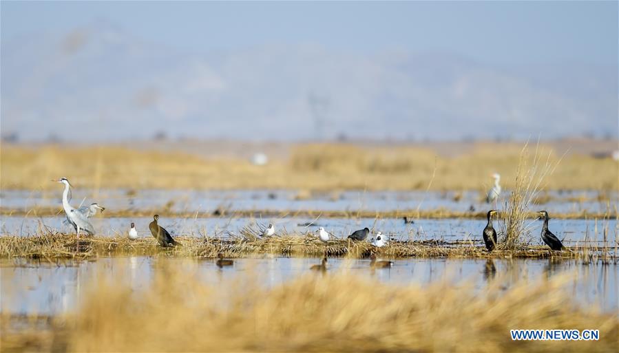 CHINA-INNER MONGOLIA-BAYANNUR-MIGRANT BIRDS (CN)