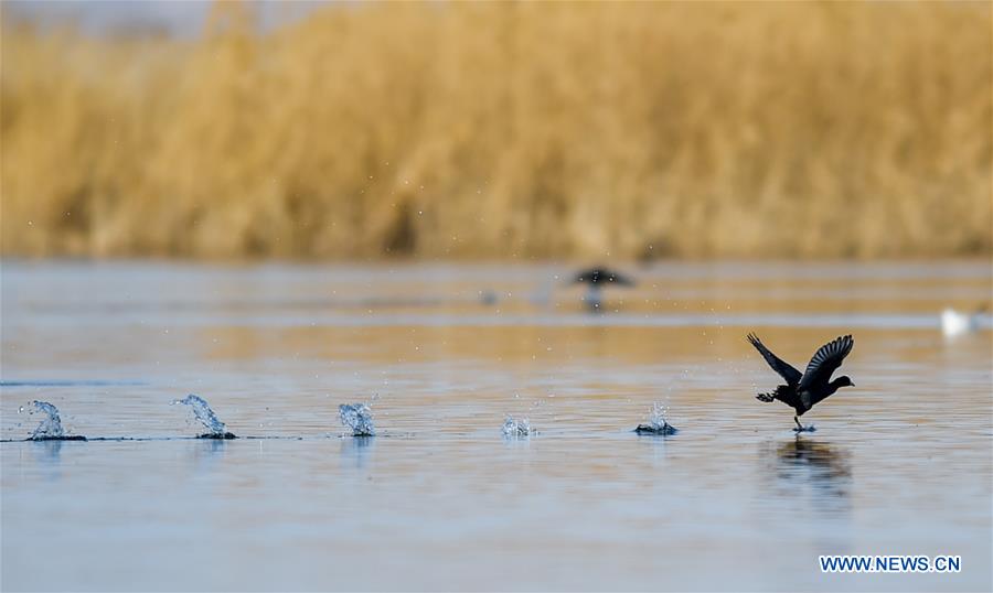 CHINA-INNER MONGOLIA-BAYANNUR-MIGRANT BIRDS (CN)