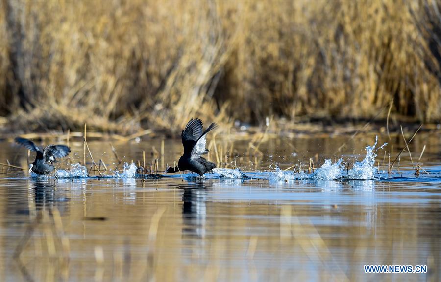 CHINA-INNER MONGOLIA-BAYANNUR-MIGRANT BIRDS (CN)