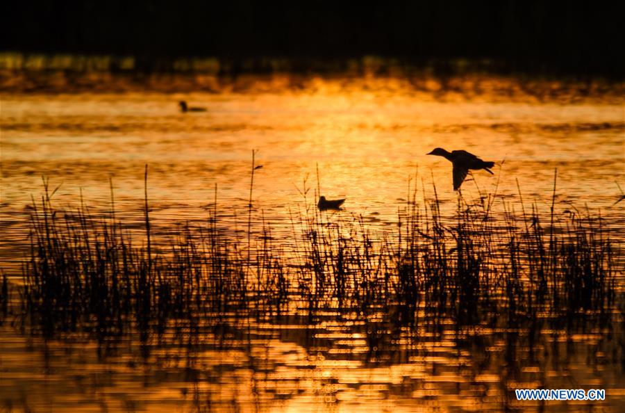 CHINA-INNER MONGOLIA-BAYANNUR-MIGRANT BIRDS (CN)