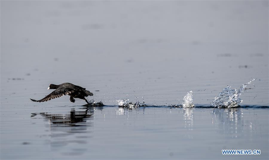 CHINA-INNER MONGOLIA-BAYANNUR-MIGRANT BIRDS (CN)