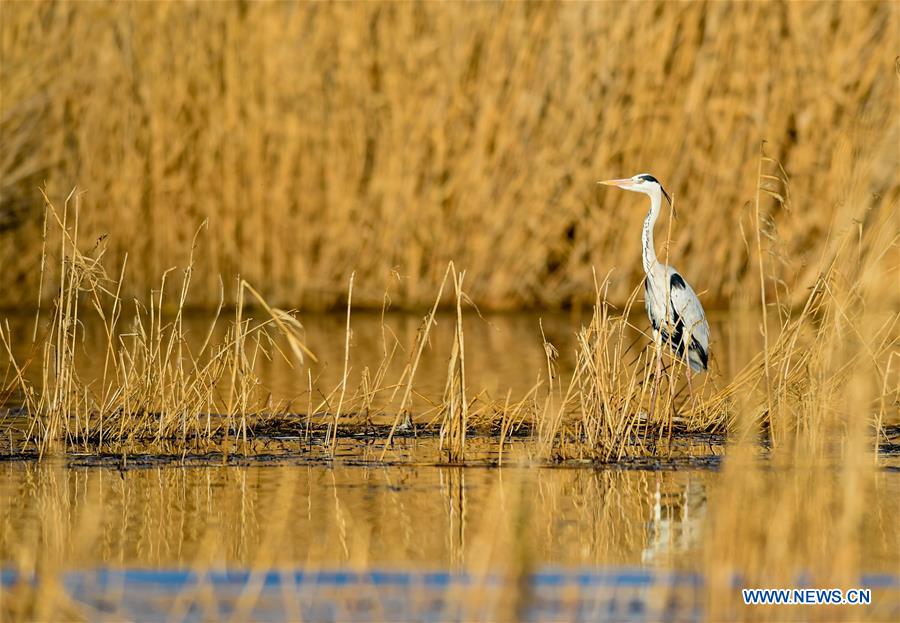 CHINA-INNER MONGOLIA-BAYANNUR-MIGRANT BIRDS (CN)