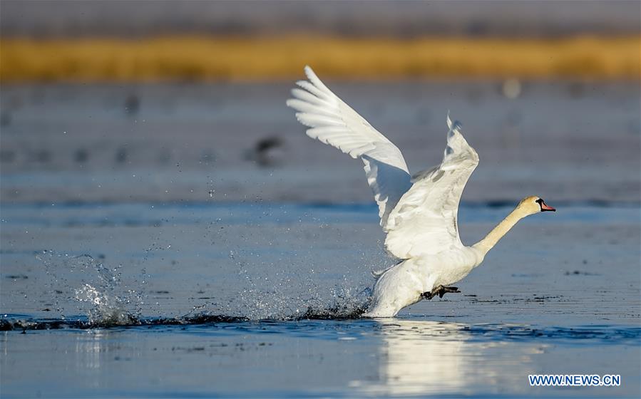CHINA-INNER MONGOLIA-BAYANNUR-MIGRANT BIRDS (CN)