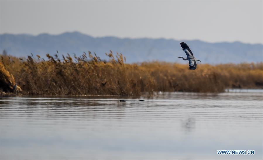 CHINA-INNER MONGOLIA-BAYANNUR-MIGRANT BIRDS (CN)