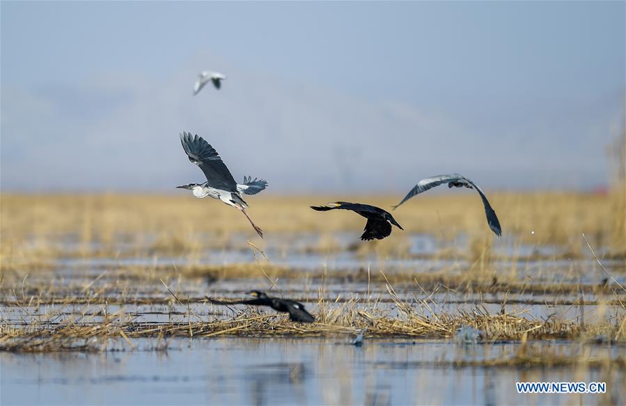 CHINA-INNER MONGOLIA-BAYANNUR-MIGRANT BIRDS (CN)