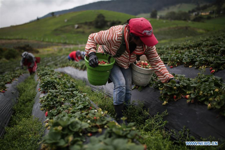 COLOMBIA-BOGOTA-STRAWBERRY