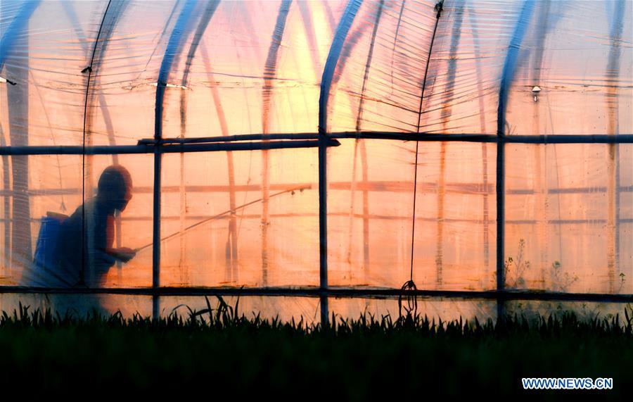 #CHINA-SPRING-FARMING (CN)