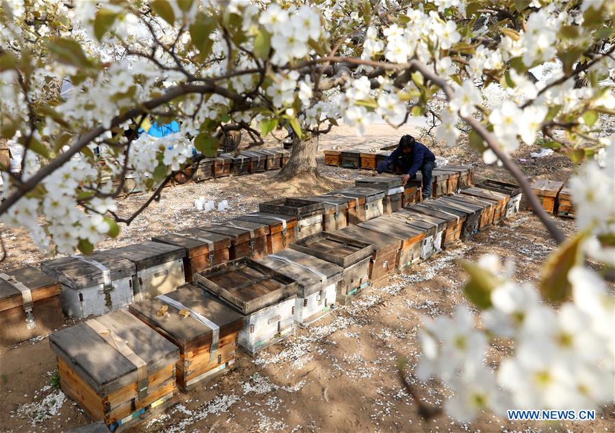 #CHINA-HEBEI-SHIJIAZHUANG-APICULTURE (CN)
