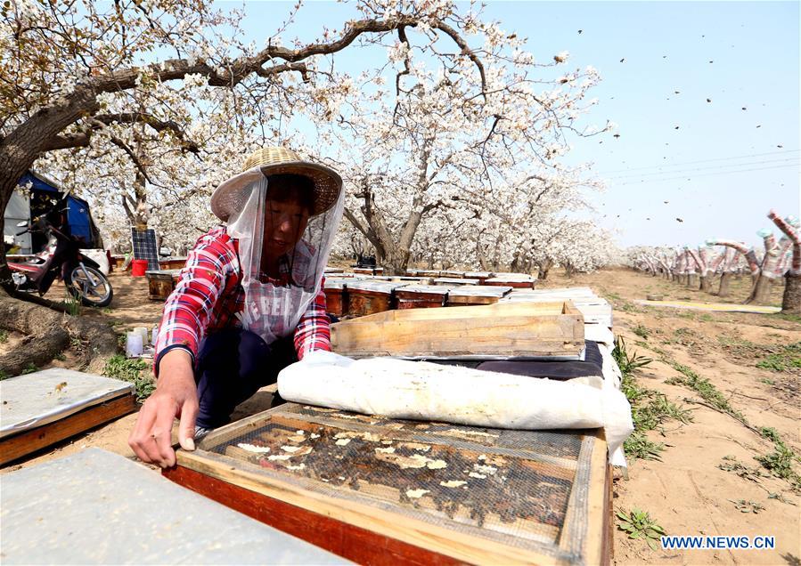 #CHINA-HEBEI-SHIJIAZHUANG-APICULTURE (CN)