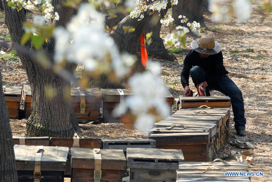 #CHINA-HEBEI-SHIJIAZHUANG-APICULTURE (CN)