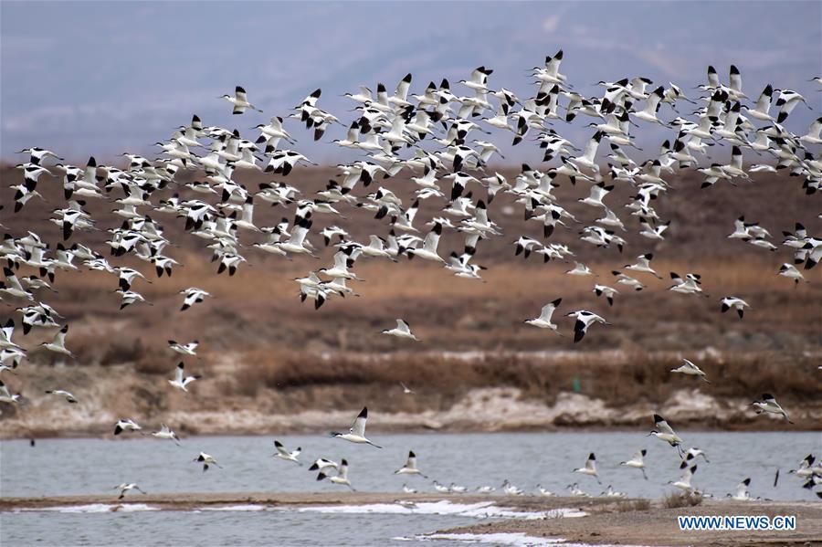 CHINA-SHANXI-YUNCHENG-SALT LAKE-WETLAND-MIGRANT BIRDS (CN)