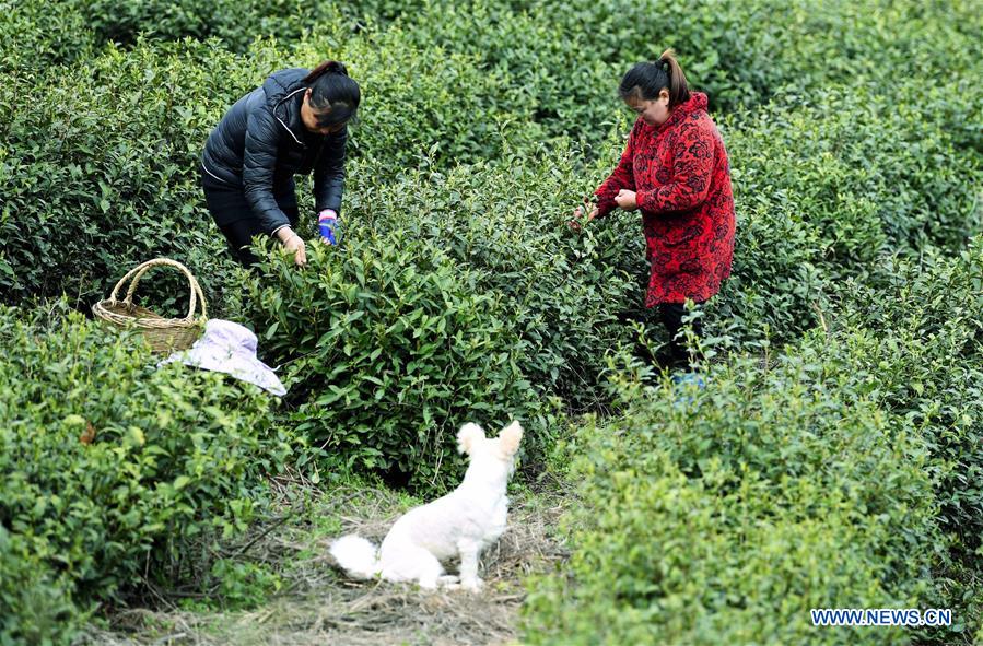 CHINA-ANHUI-FEIXI-TEA LEAVES-PICKING (CN)
