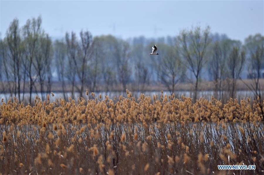 CHINA-BEIJING-WETLAND-SCENERY (CN)