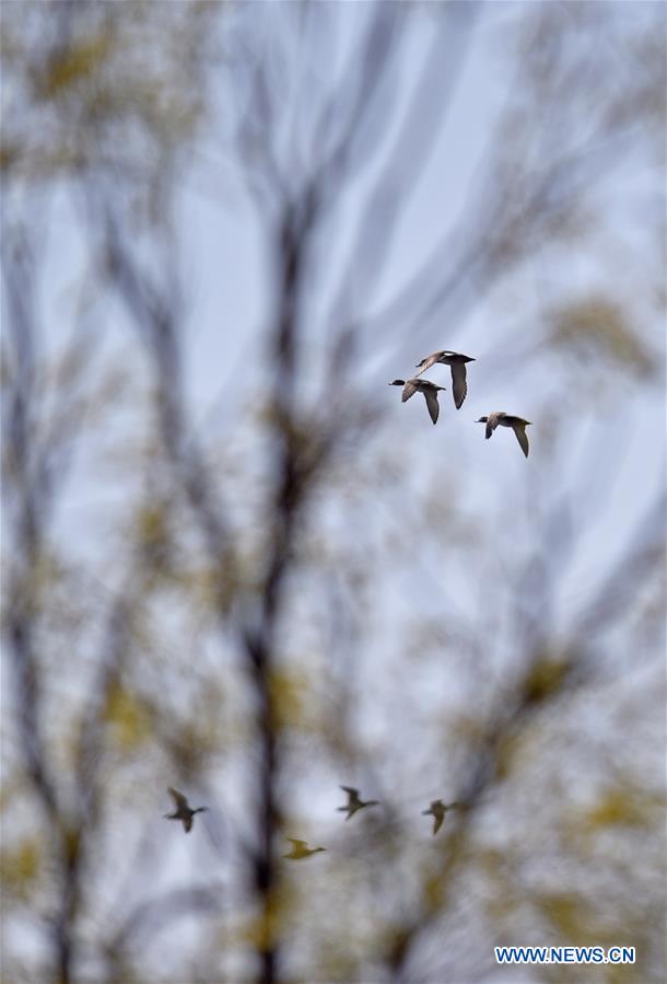 CHINA-BEIJING-WETLAND-SCENERY (CN)