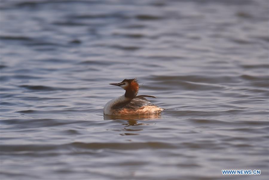 CHINA-BEIJING-WETLAND-SCENERY (CN)