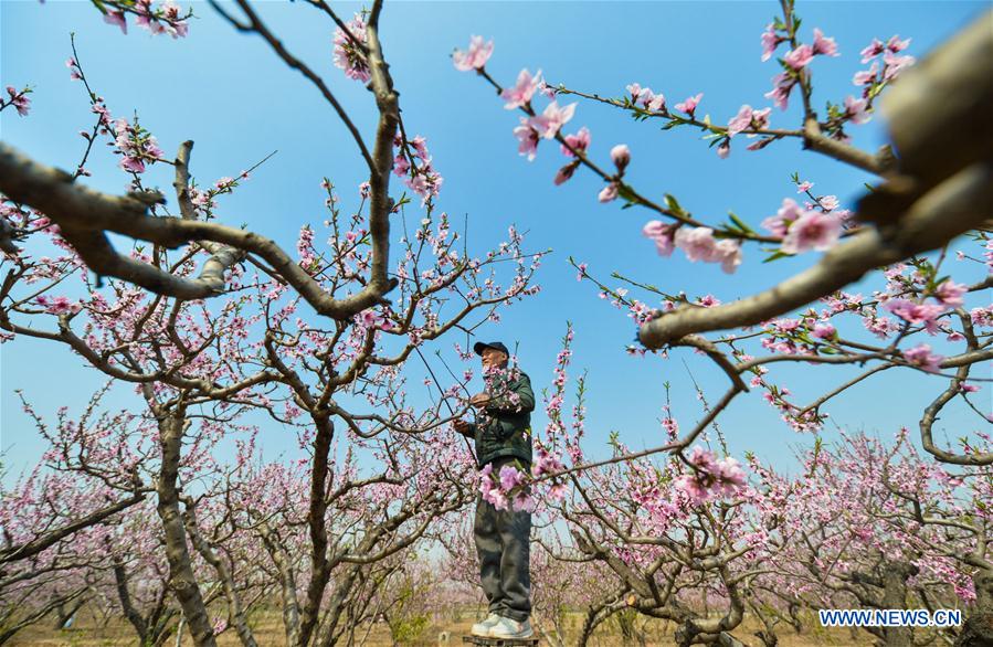 CHINA-HEBEI-HANDAN-PEACH FLOWERS-POLLINATION (CN)