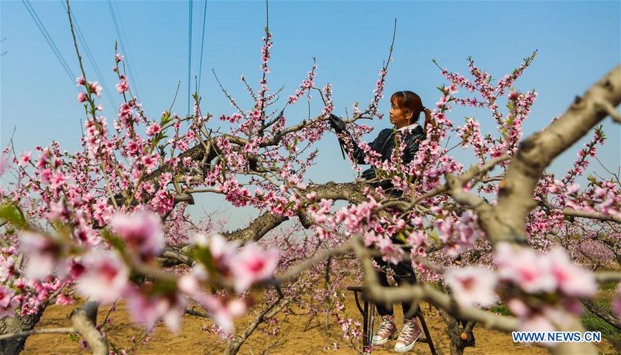 CHINA-HEBEI-HANDAN-PEACH FLOWERS-POLLINATION (CN)