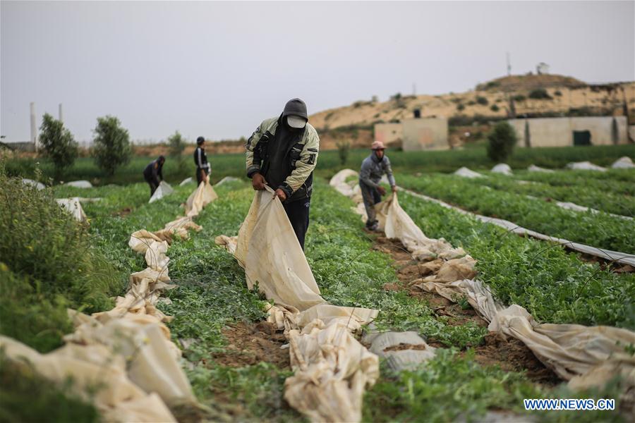 MIDEAST-GAZA-FARMING