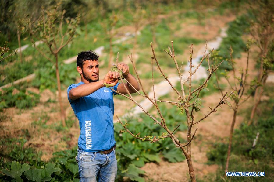MIDEAST-GAZA-FARMING