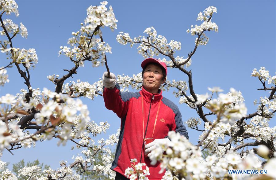 CHINA-HEBEI-FARMING-ORCHARD-POLLINATION (CN)