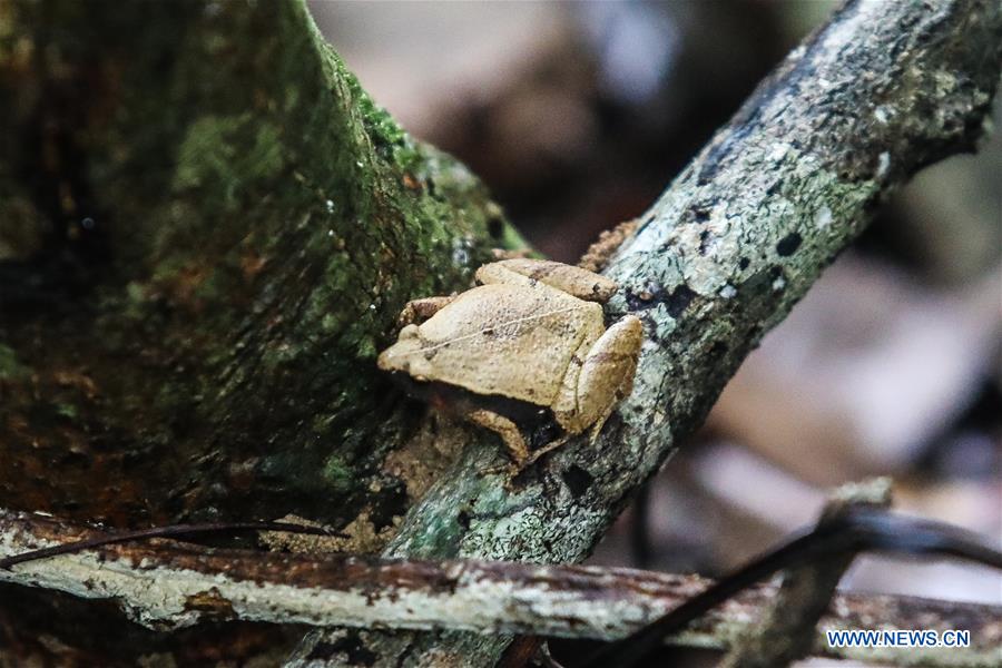 CHINA-HAINAN-NATURE RESERVES (CN)