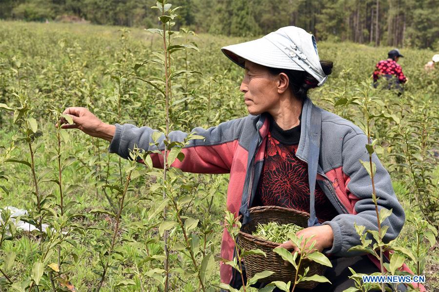CHINA-TIBET-NYINGCHI-SPRING TEA (CN)