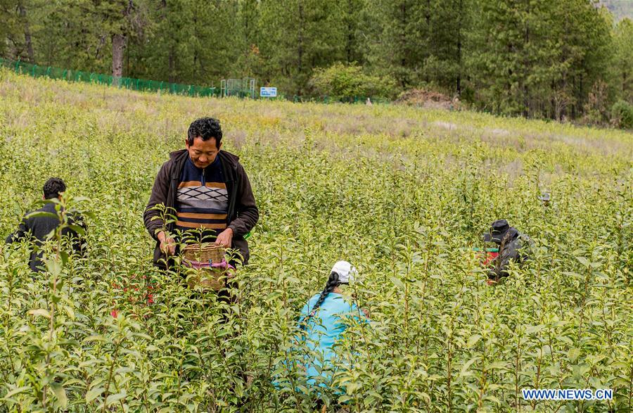 CHINA-TIBET-NYINGCHI-SPRING TEA (CN)