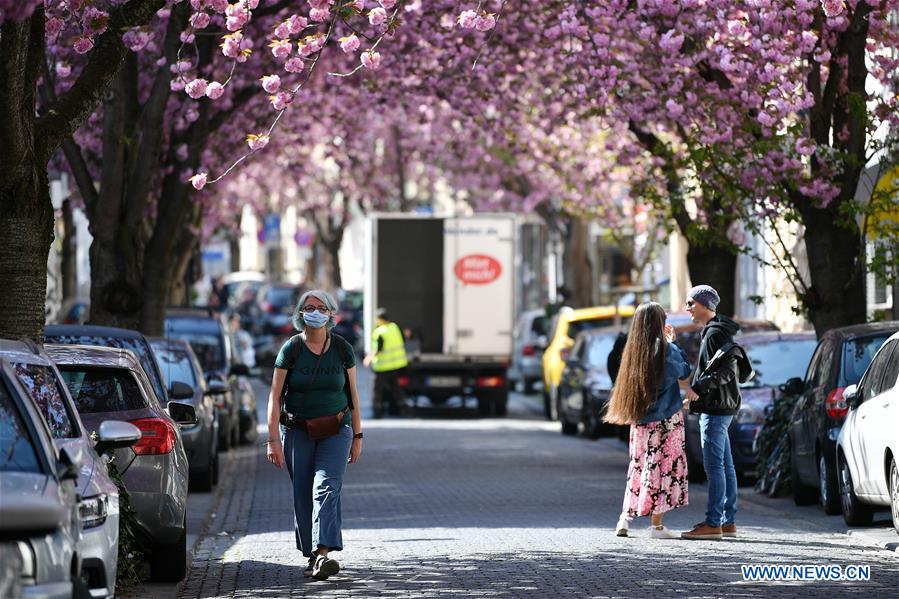GERMANY-BONN-CHERRY BLOSSOM