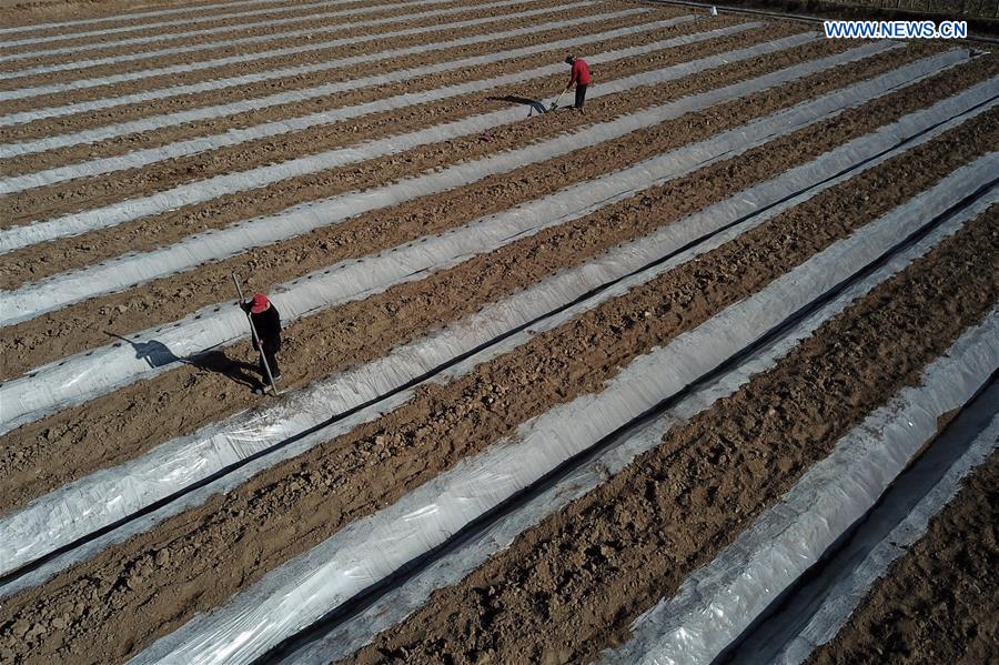 CHINA-GANSU-DUNHUANG-DESERT-AGRICULTURE (CN)