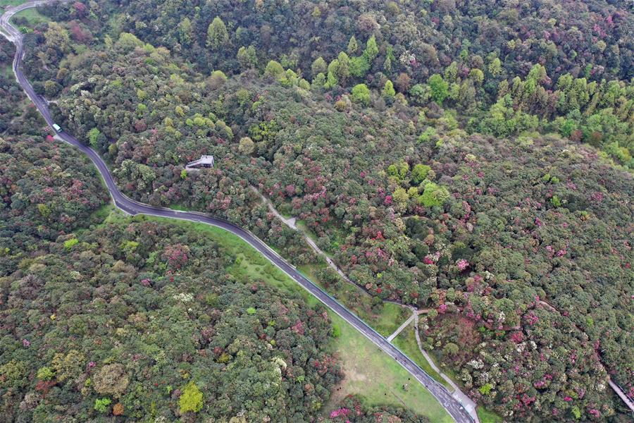 CHINA-GUIZHOU-BIJIE-AZALEA BLOSSOMS (CN)