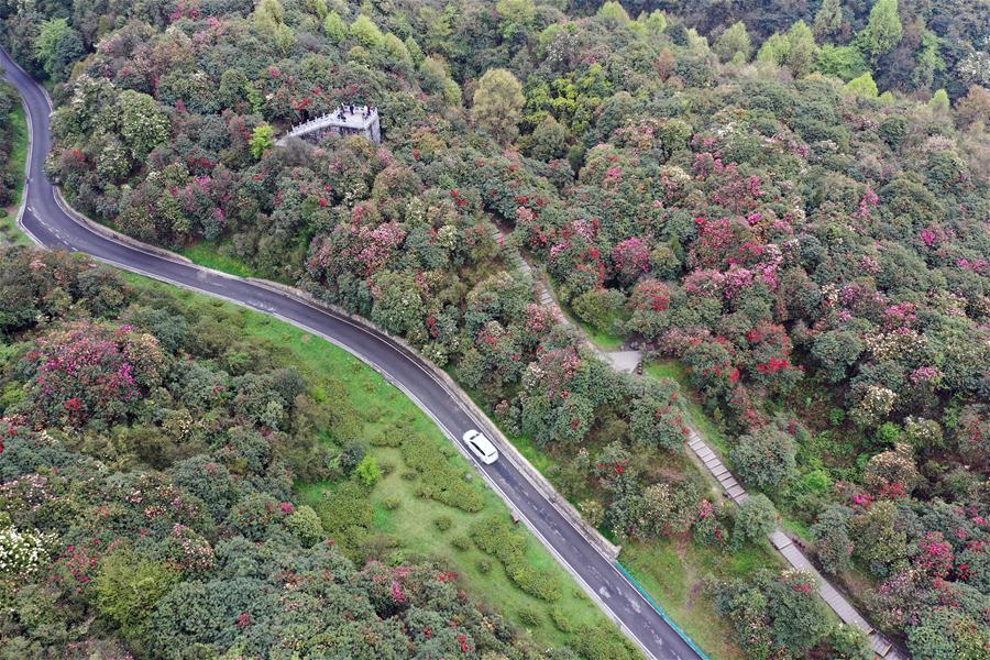 CHINA-GUIZHOU-BIJIE-AZALEA BLOSSOMS (CN)