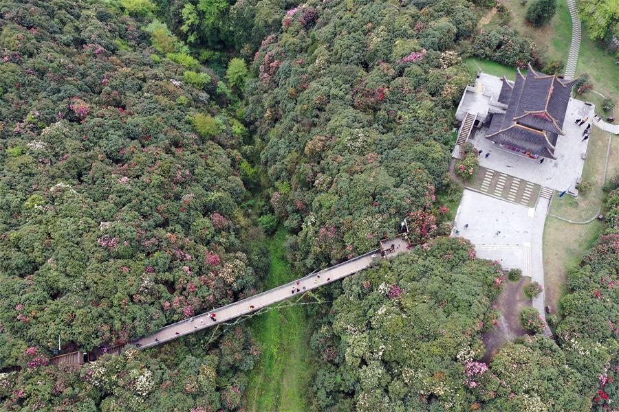 CHINA-GUIZHOU-BIJIE-AZALEA BLOSSOMS (CN)