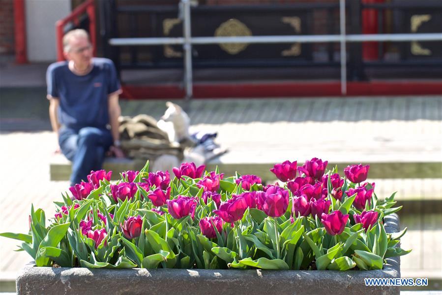 NETHERLANDS-AMSTERDAM-TULIP FESTIVAL
