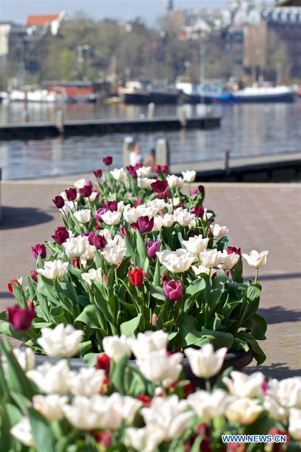 NETHERLANDS-AMSTERDAM-TULIP FESTIVAL