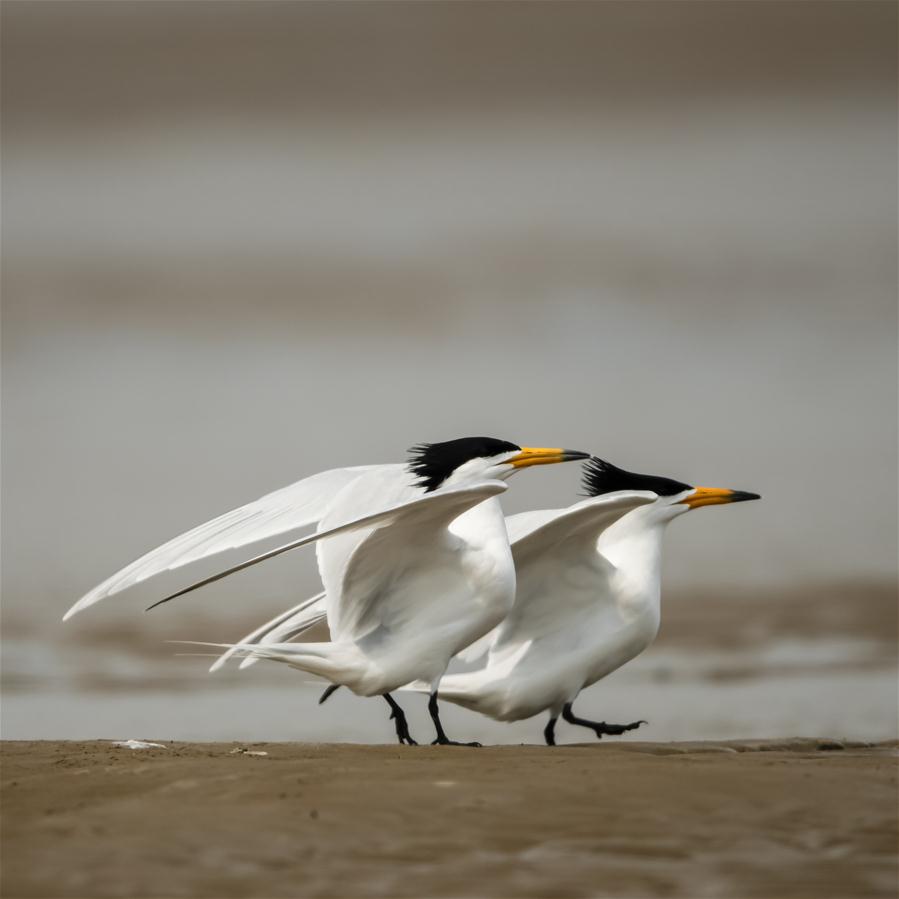 CHINA-FUJIAN-BIRDS-WETLANDS (CN)