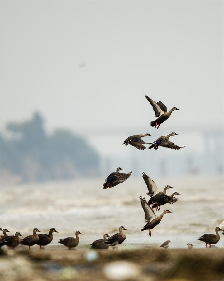 CHINA-FUJIAN-BIRDS-WETLANDS (CN)