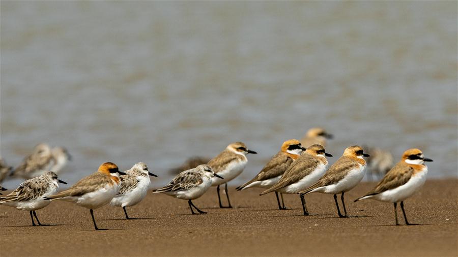 CHINA-FUJIAN-BIRDS-WETLANDS (CN)